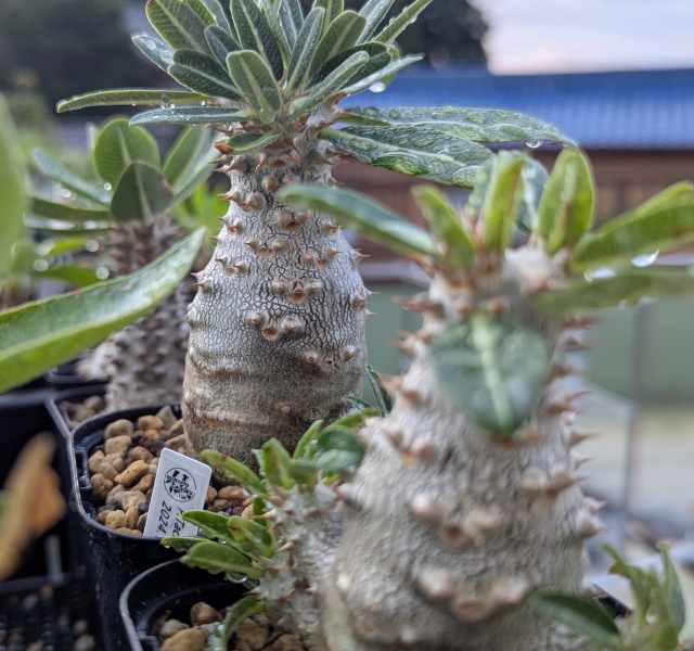 タッキー 2024.1.1播種 | BUKKOU CAUDEX －実生成長記録－