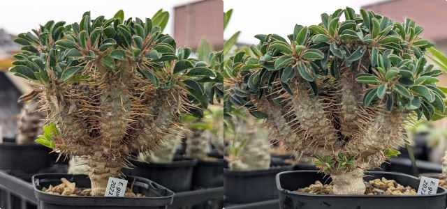 ユーフォルビア ギラウミニアナ 2023実生 | BUKKOU CAUDEX