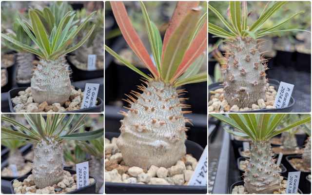 グラキリス実生 パキポディウム・グラキリス 【実生】(24nov27.h06-12) | GOOD DAYS