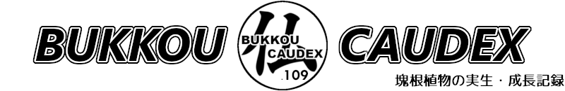 BUKKOU CAUDEX　－実生成長記録－