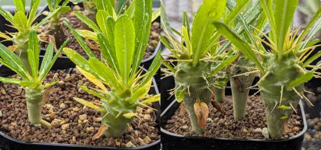 アンボンゲンセ 2025実生 season2 | BUKKOU CAUDEX －実生成長記録－